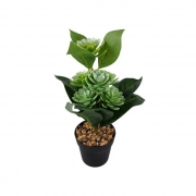 ИЗК.ЦВЕТЕ СУКУЛЕНТ ХРАСТ В ЧЕРНА ПВЦ САКСИЯ 30см В77507